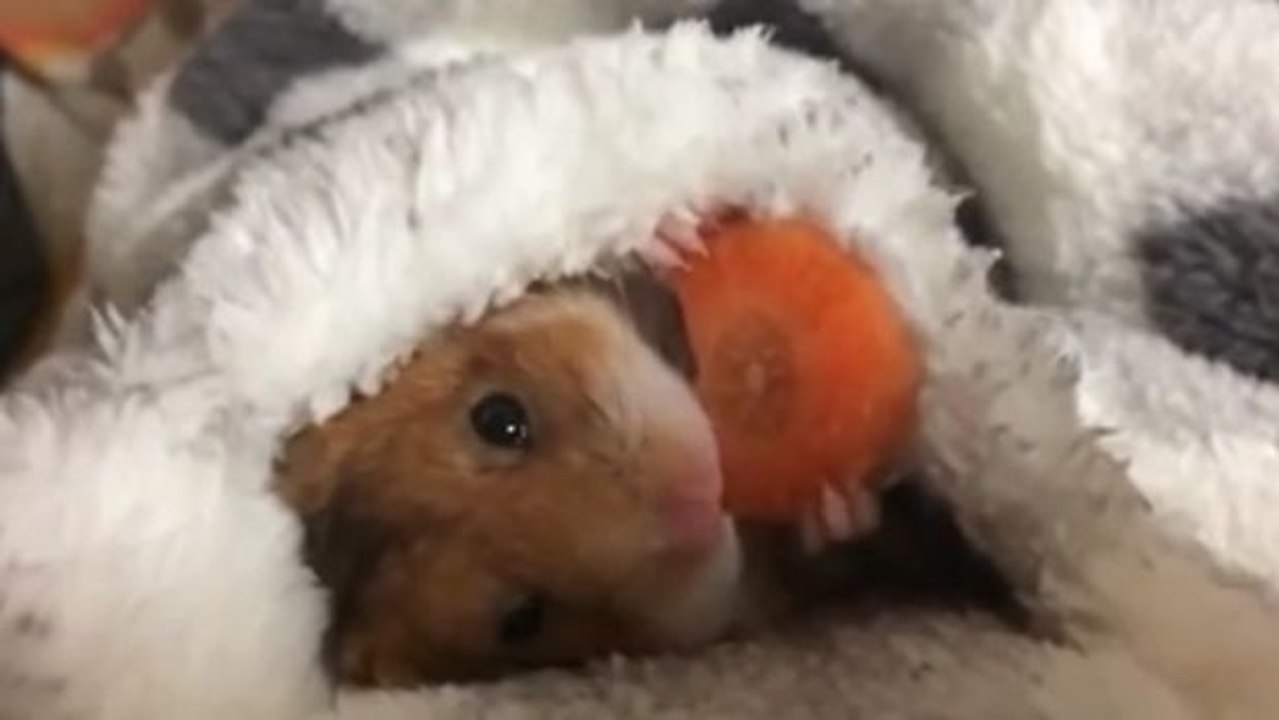 Dieser kleine hamster in seinem warmen deckchen verspeist genüsslich seine karotte... ein wahrer augenschmaus
