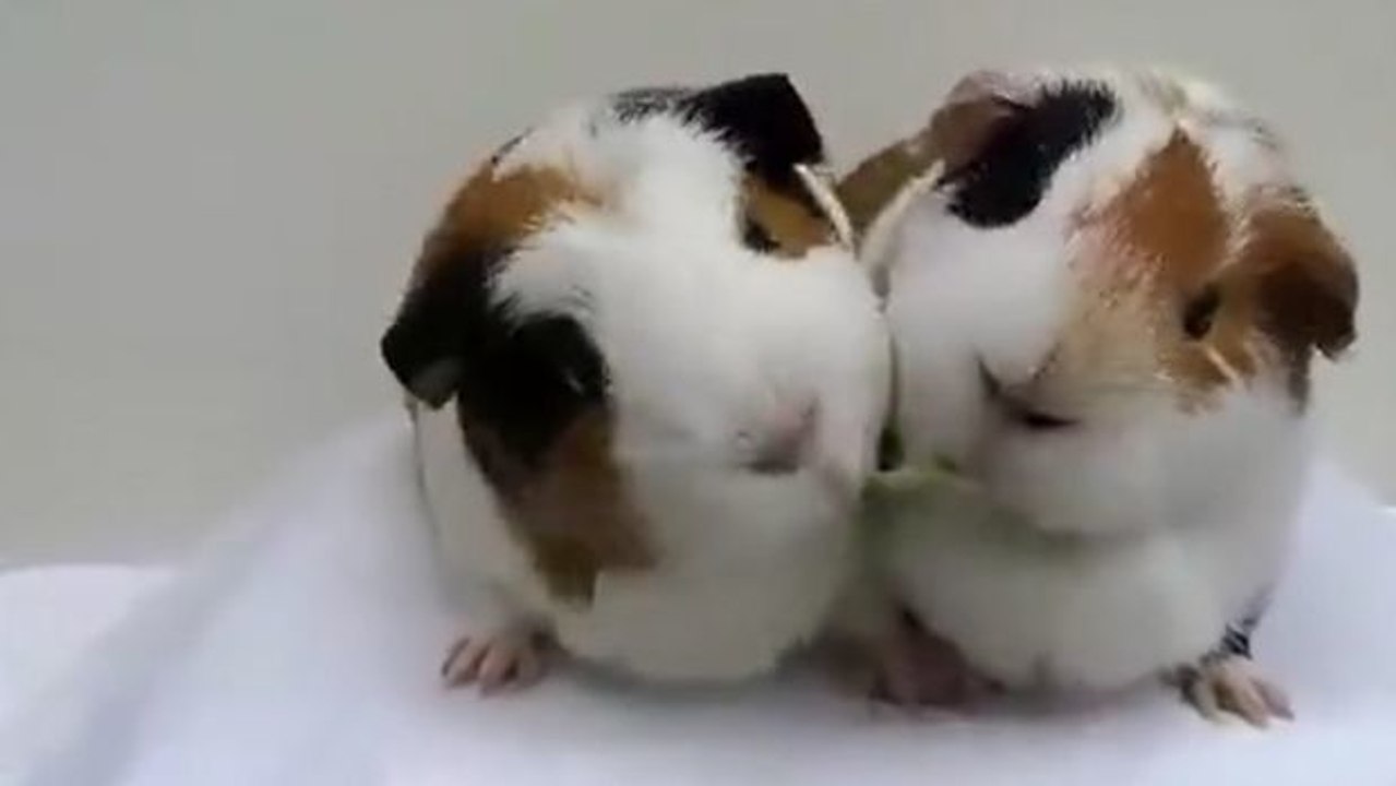 Die berühmte Spaghetti-Szene aus Susi und Strolch wird hier von zwei Meerschweinchen repliziert...