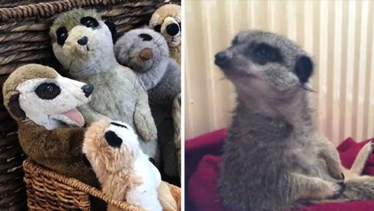 Gut aufgehoben: erdmännchen liebt seine kuscheltiere