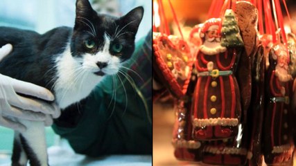 Eine seit sieben Jahre verschwundene Katze wird von ihrer Familie an Weihnachten wiedergefunden