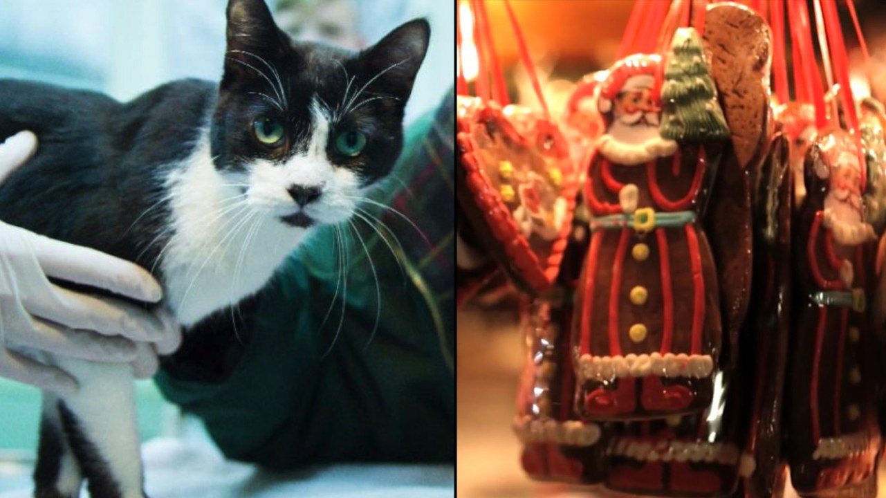 Eine seit sieben Jahre verschwundene Katze wird von ihrer Familie an Weihnachten wiedergefunden