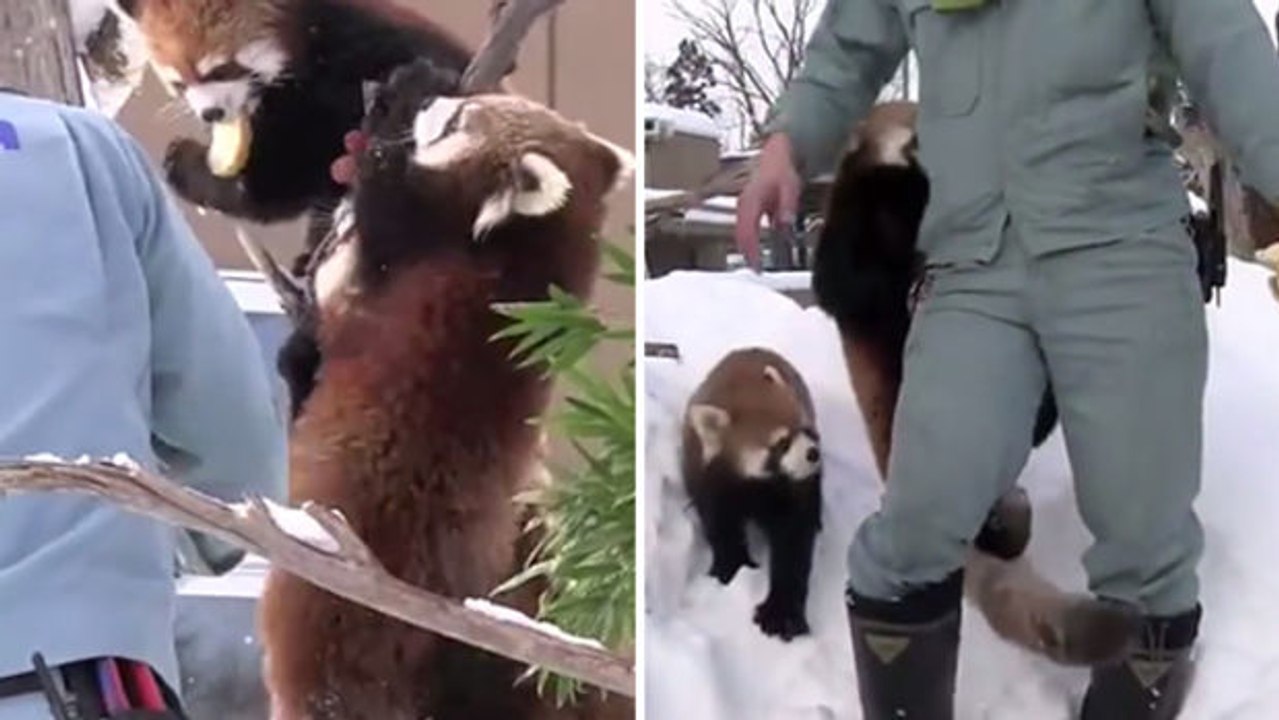 Zwei rote Pandas begrüßen ihren Pfleger im Zoo