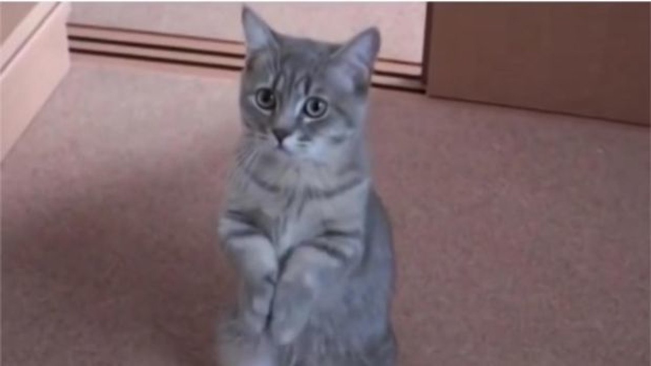 Diese Katze bittet um etwas ganz Bestimmtes