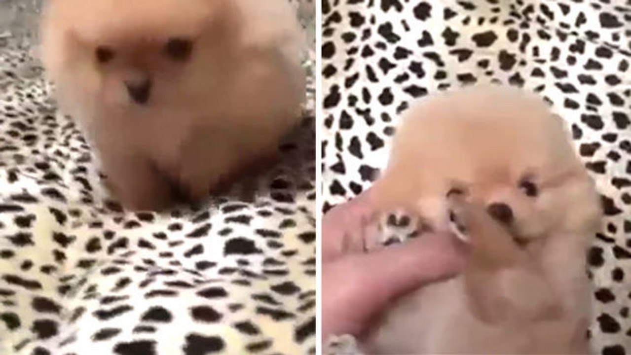 Dieser hundewelpe ist gar zu niedlich und allerliebst! die süßeste kreatur der welt!