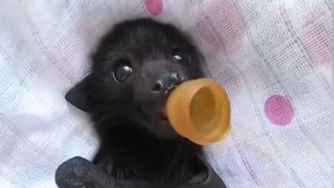 Diese Babyfledermaus hat das beste Herrchen der Welt