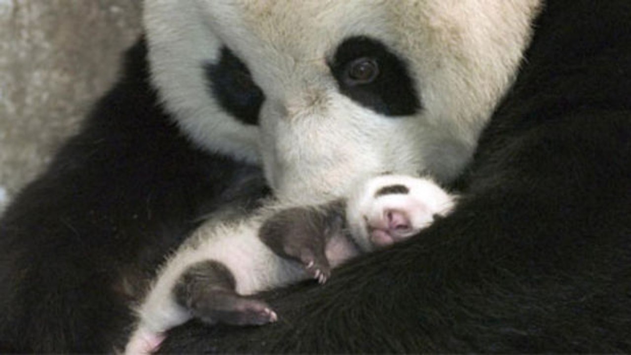 Ein Panda-Mutti sieht ihr Baby zum ersten Mal seit seiner Geburt.