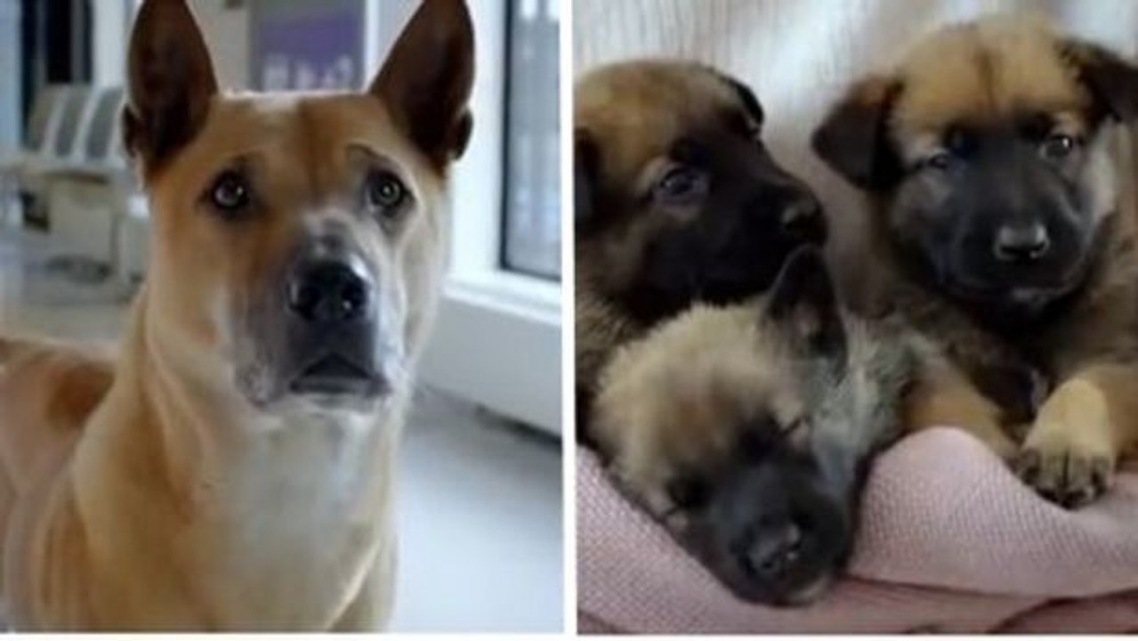 Dieser Hund hat gerade einen Wurf Welpen bekommen. Er wird schnell verstehen, dass das kein Zuckerschlecken ist!