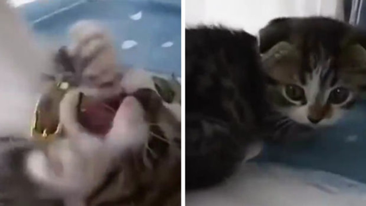 Dieses Kätzchen spielt mit einer Feder: einfach zu allerliebst!