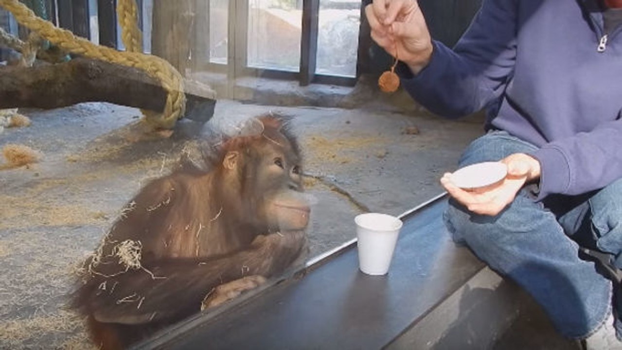 Ein Affe schaut sich einen Zaubertrick an