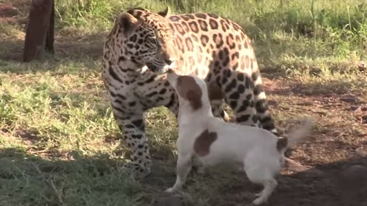 Dieser Hund und dieser Jaguar sind die besten Freunde. Schau dir ihre putzige Freundschaft an