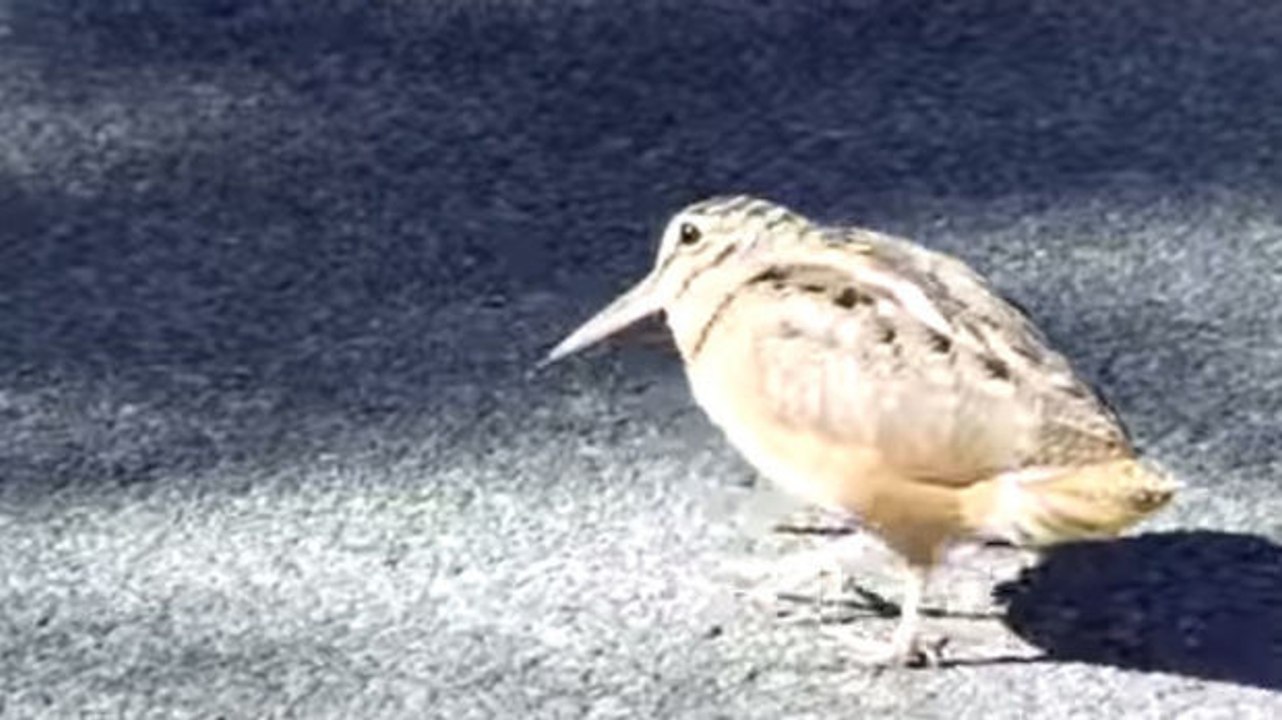 Dieser vogel ist ein wahrer dancing-star