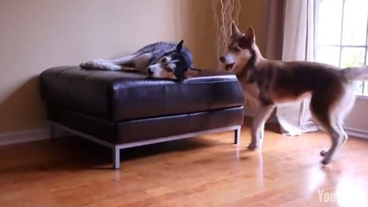 Köstlicher Dialog zwischen zwei Huskys