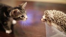 Erste Begegnung zwischen einem Kätzchen und einem Igel.