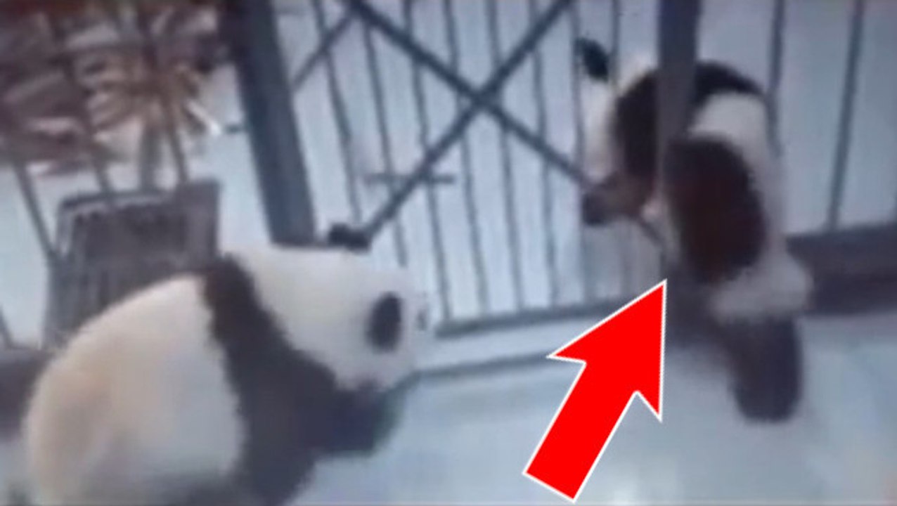 Der niedliche Versuch eines Pandabären aus seinem Käfig auszubrechen