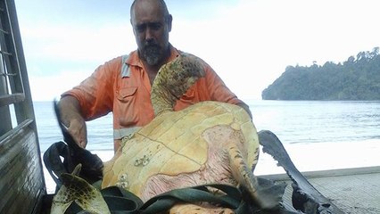 Dieser Mann kauft Schildkröten auf dem Markt und berührt damit viele Herzen
