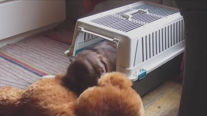 Dieser Hund will unbedingt mit seinem Kuscheltier schlafen...