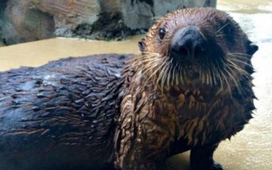 Dieser kleine asthmatische Otter kann einen Inhalator benutzen
