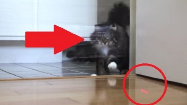 Die Katze will dem Laser ihres Herrchens folgen... das hätte sie lieber sein lassen sollen!