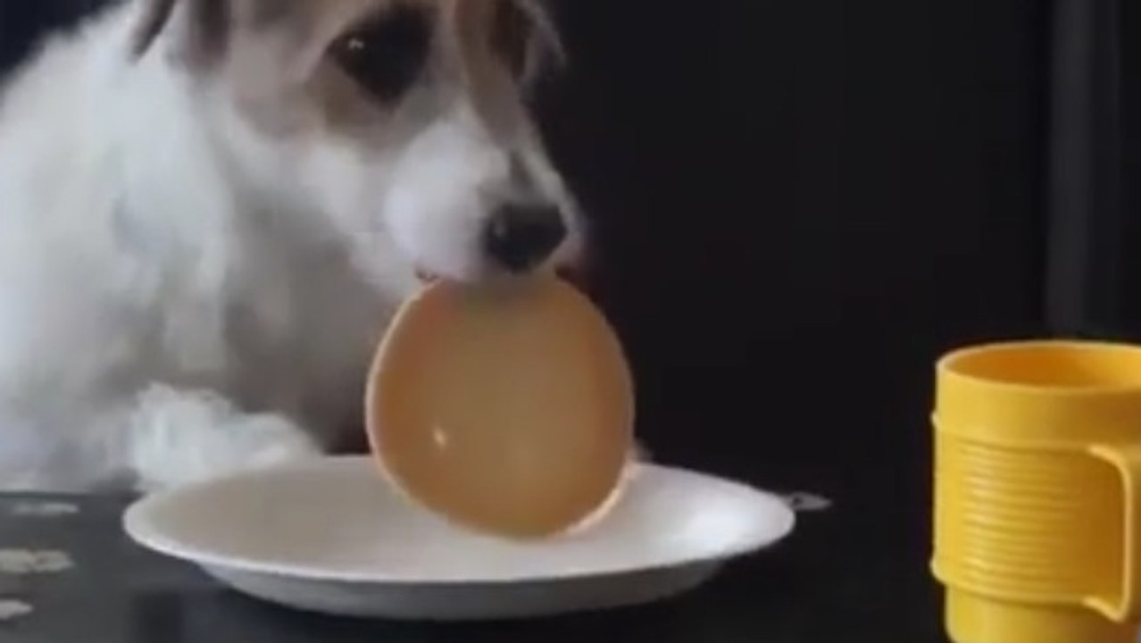 Der besterzogenste Hund der Welt!