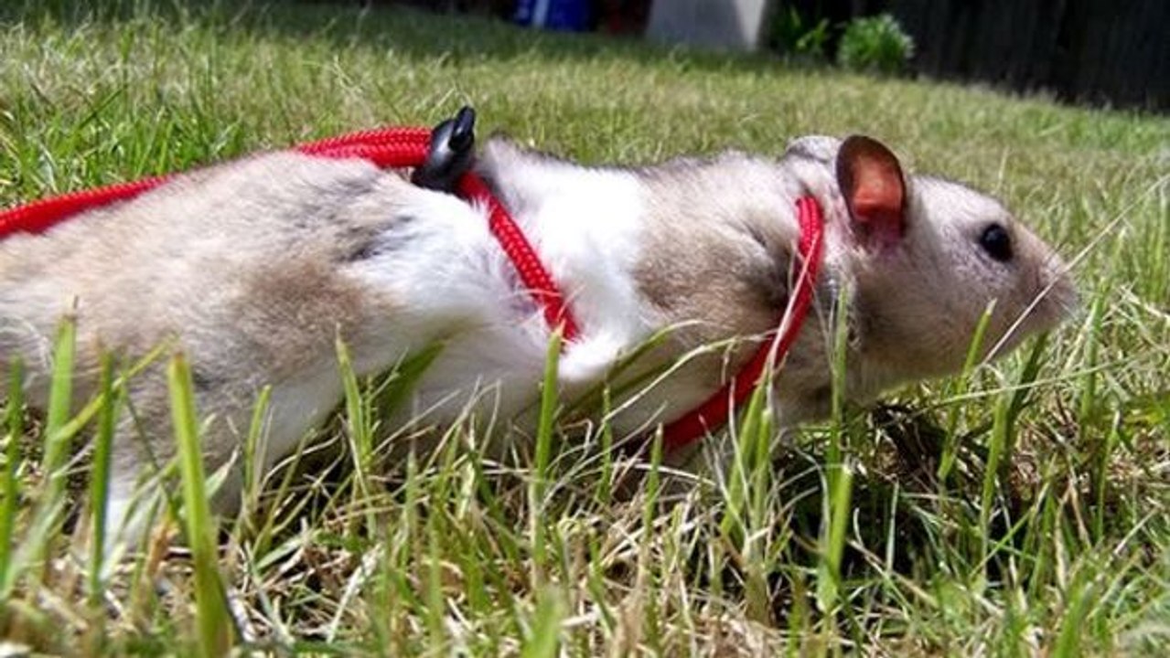 Ein kleiner spaziergang gefällig?