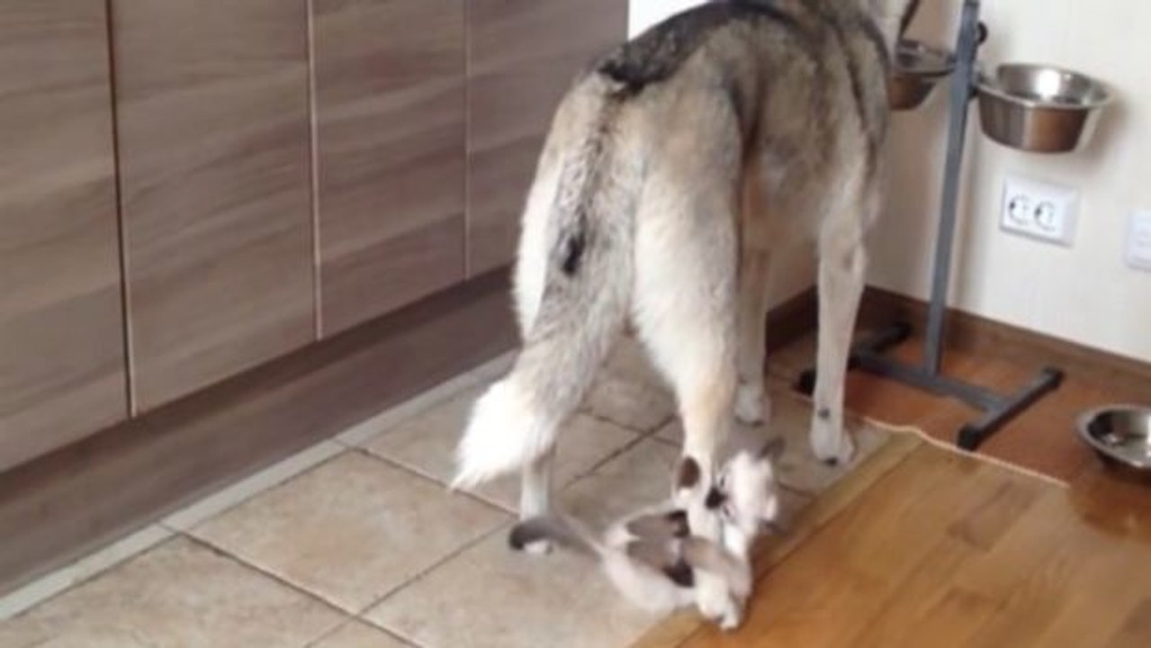 Dieses kätzchen will den husky einfach nicht fressen lassen