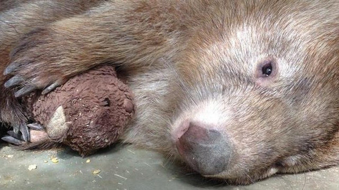 Dieser keine Wombat kann ohne sein Kuscheltier nicht schlafen