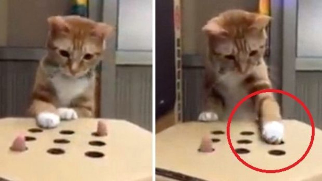 Diese Katze lässt sich von ihrem Frauchen beim spielen austricksen