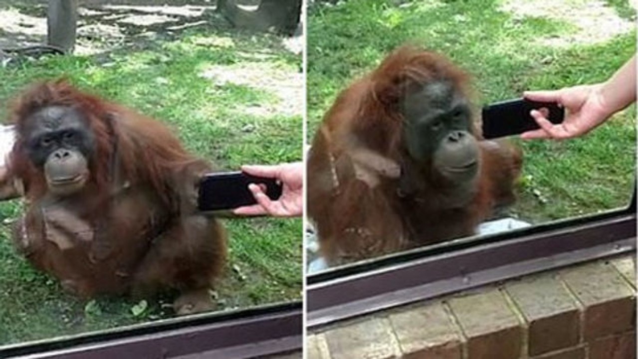 Die lustige Reaktion eines Orang-Utans auf ein Video