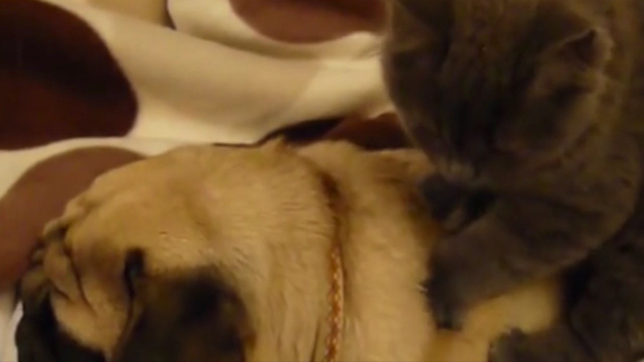 Diese Katze macht ihrem Hundefreund eine gekonnte Rückenmassage
