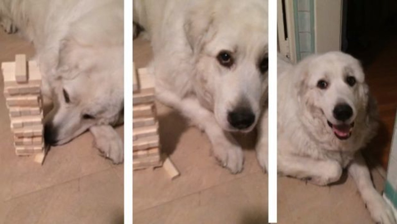 Dieser Hund ist ein echter Spieler. Aber was hält er von Jenga?