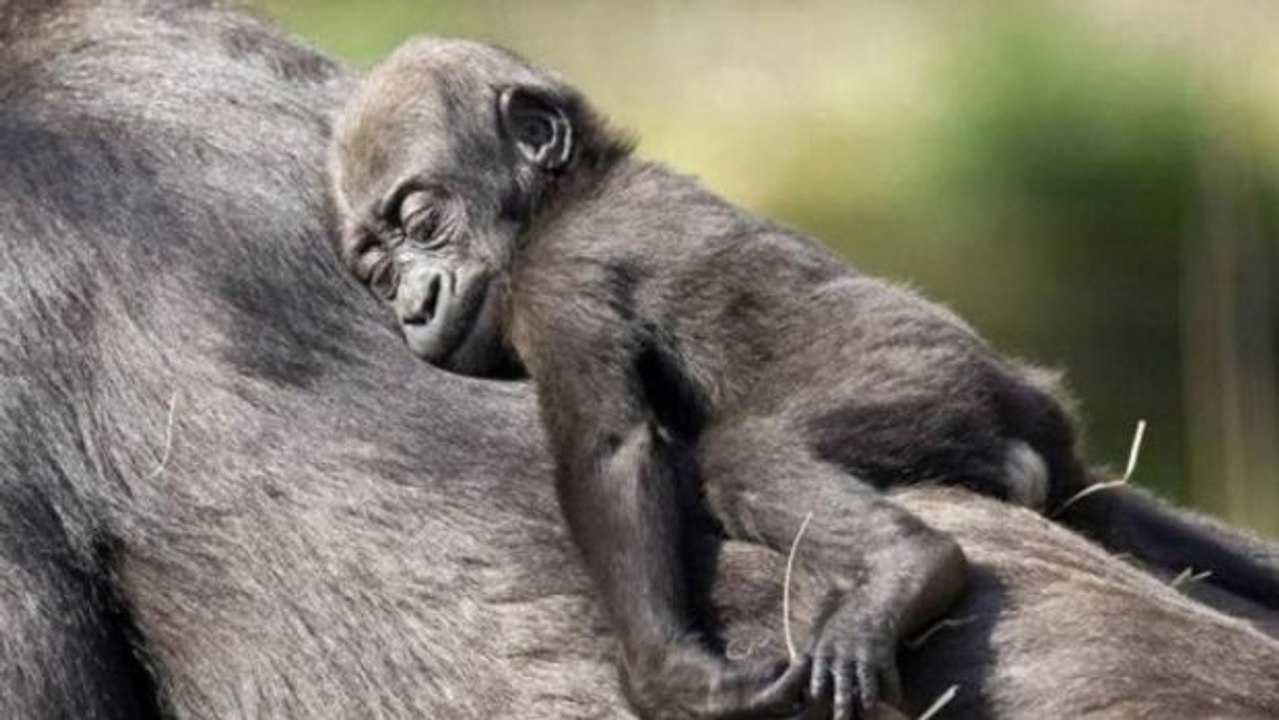 Die ersten liebevollen Gesten einer Gorilla-Mutter für ihr Baby