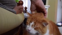 Diese Katze macht ein sehr ungewöhnliches Geräusch, wenn man sie streichelt