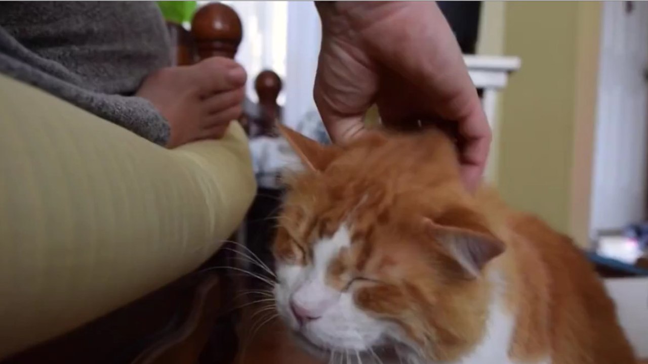 Diese Katze macht ein sehr ungewöhnliches Geräusch, wenn man sie streichelt