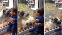 Diese Hundewelpen freuen sich über die Begegnung mit dem kleinen Menschenkind