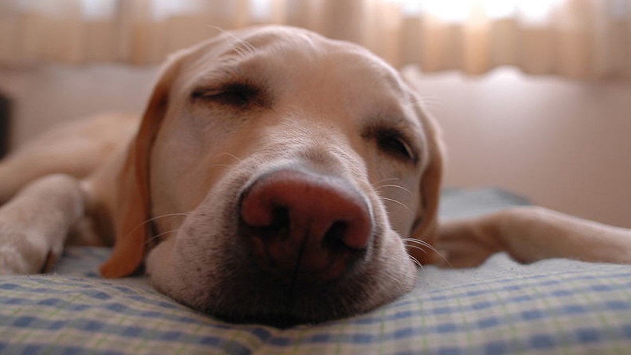 Dieser Hund macht wirklich komische Geräusche wenn er schnarcht