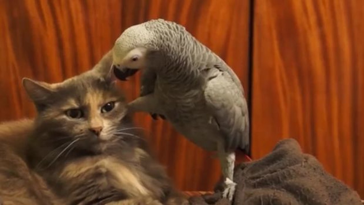 Neckischer Graupapagei will mit der Katze schmusen