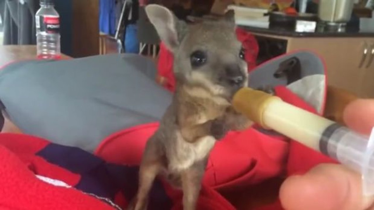 Dieses verwaiste Känguru trinkt aus einem Fläschchen... Ein niedlicher Anblick!