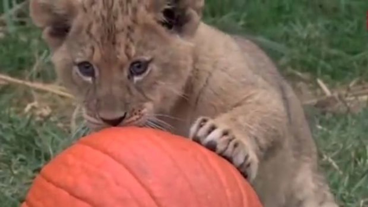 Für diese Löwenbabys gibt es nichts interessanteres als einen Kürbis