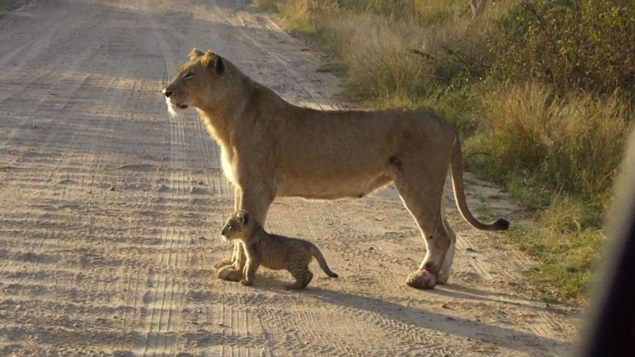 Diese Löwin zeigt ihrem Jungen, wie man die Straße überquert