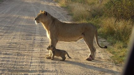 Diese Löwin zeigt ihrem Jungen, wie man die Straße überquert
