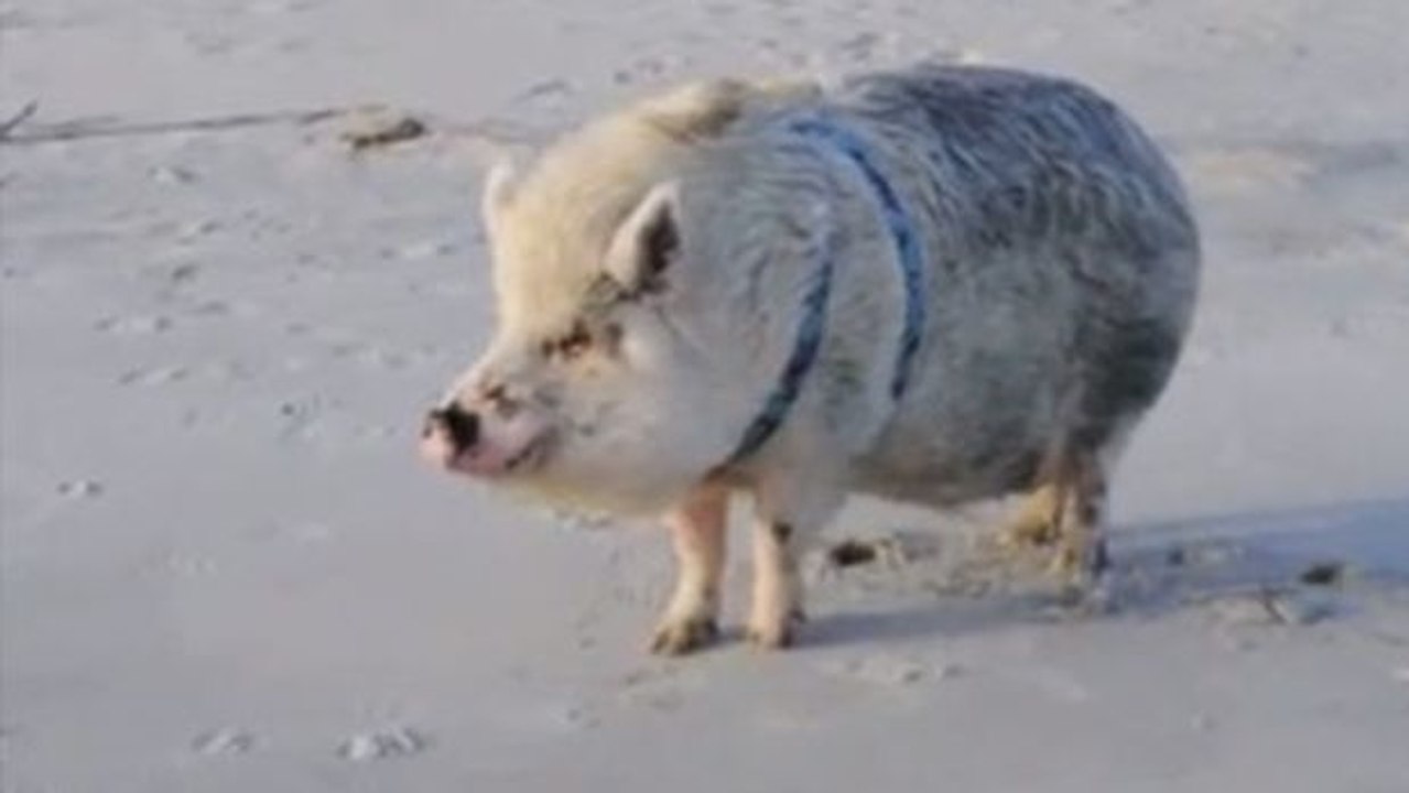 Ein Schweinchen amüsiert sich am Strand