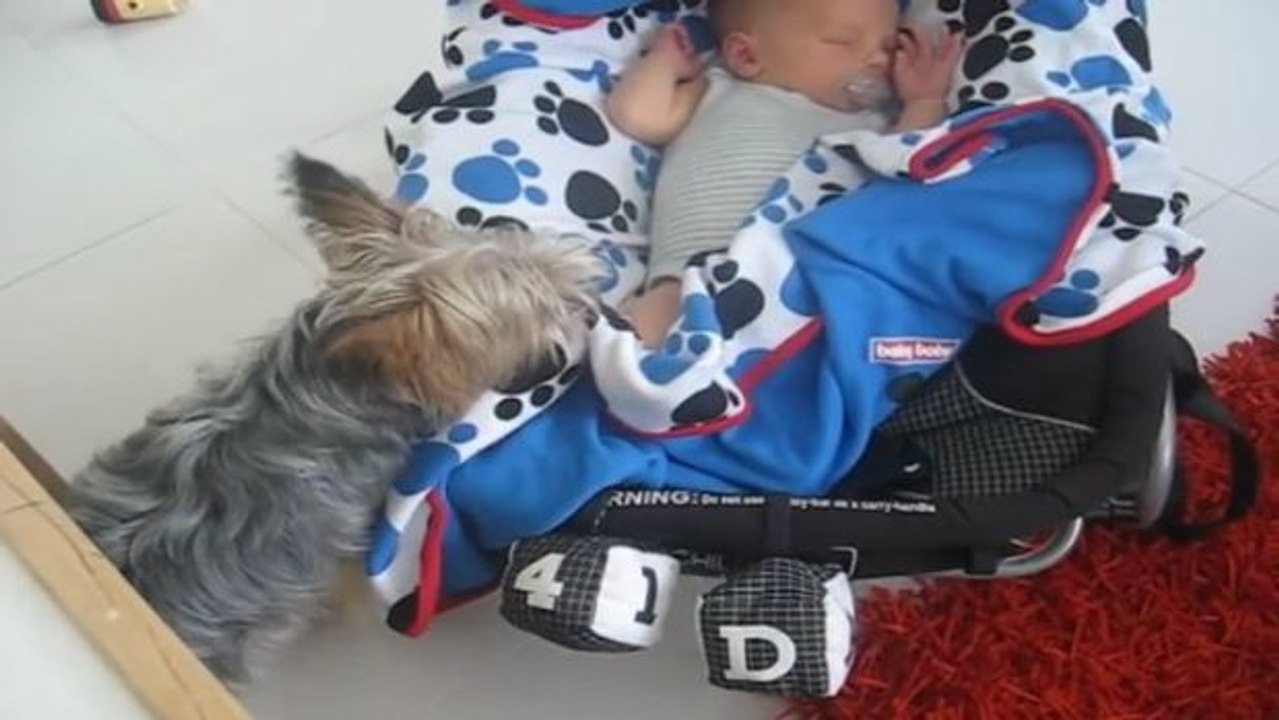 Dieser herzallerliebste Yorkshire deckt behutsam ein schlafendes Baby zu