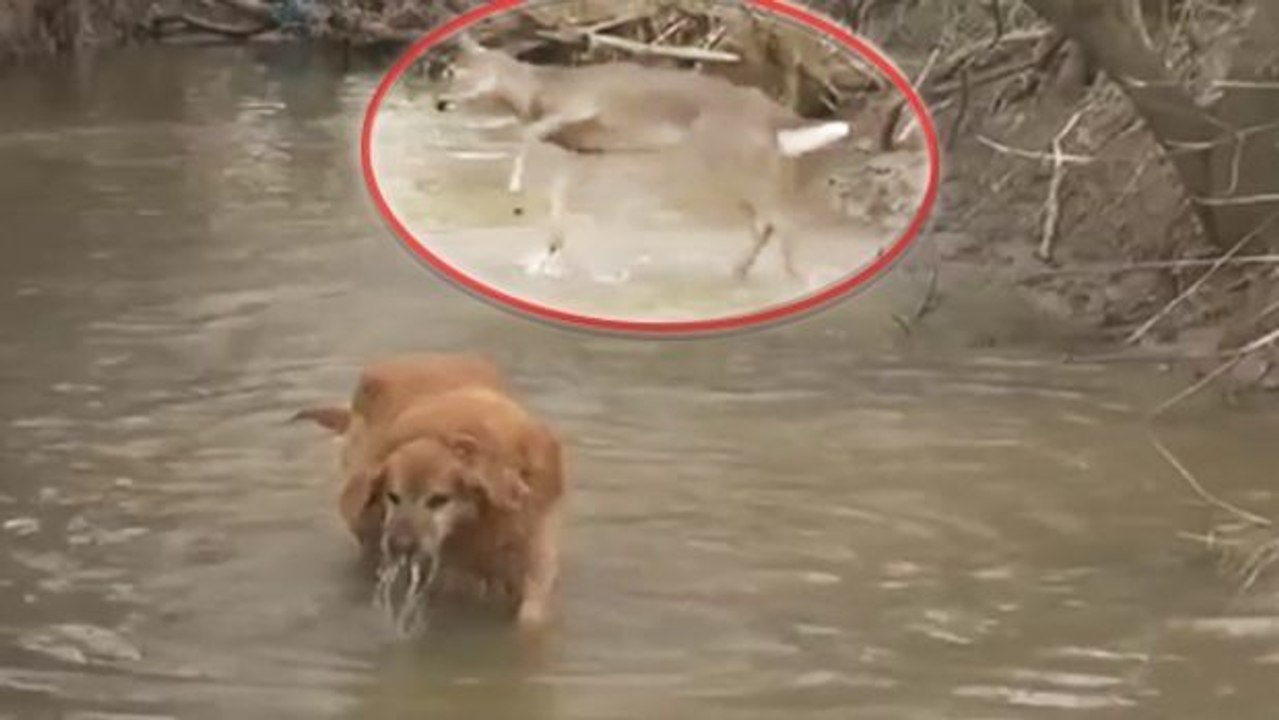 Dieses Reh tanzt im Wasser