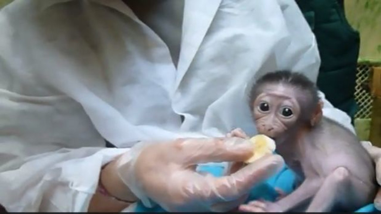 Dieses kleine Äffchen kostet zum ersten Mal im Leben ein Stück Banane