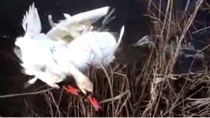 Diese beiden Schwäne hatten Glück, dass in Mann ihnen zu Hilfe kam