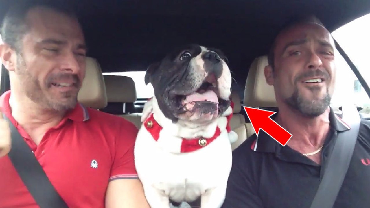 Diese Bulldogge ist ein wahrer Fan von der Eisprinzessin. Ihr werdet dahinschmelzen