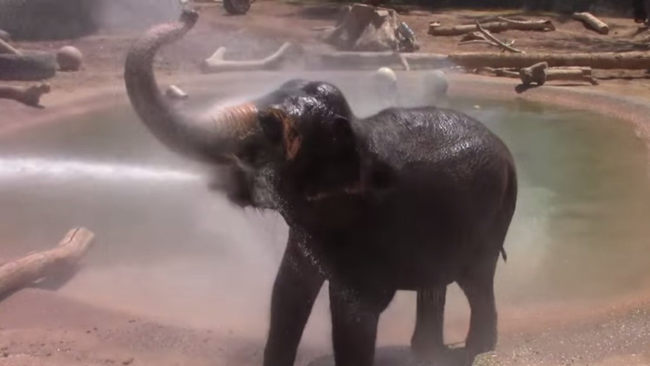 Dieser Elefant ist mit seiner Dusche sehr glücklich. Und sein Freude darüber steckt an