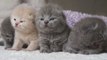 Diese vier Kätzchen posieren, schnurren und miauen ganz herzallerliebst vor der Kamera