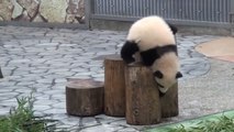 Putzige Pandabären... kopfüber, kopfunter und immer zum Fressen süß