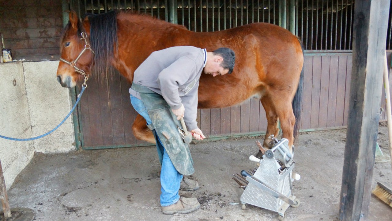 Pferd bekommt neue Hufe. Plötzlich filmt die Kamera eine intime Szene!